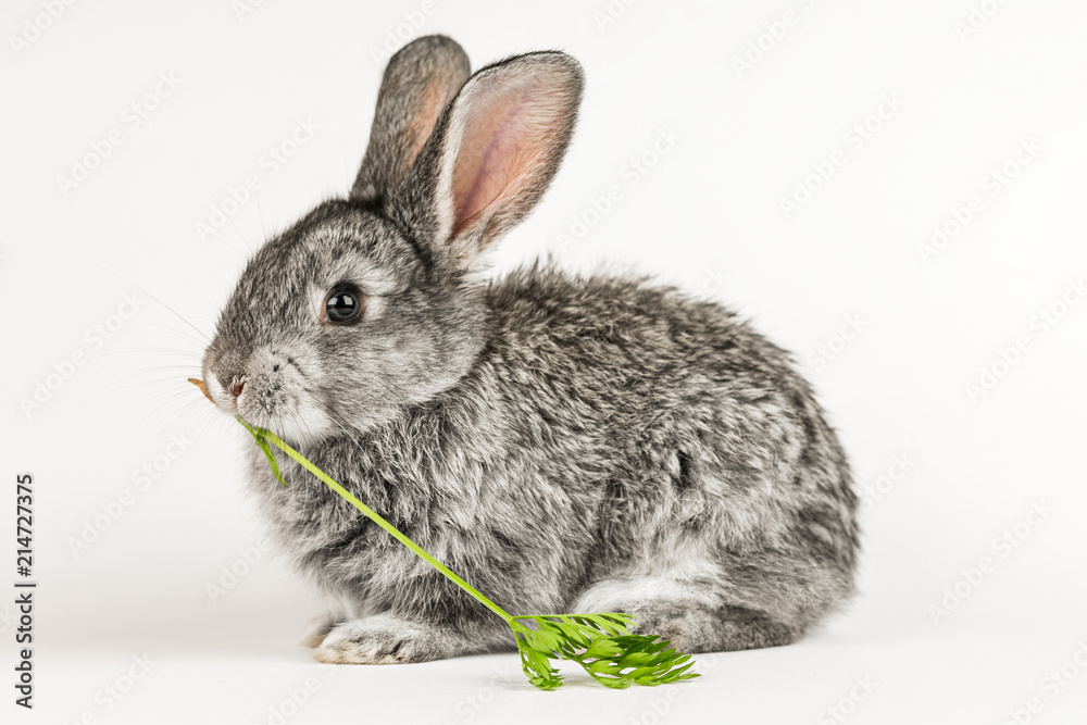 Obraz premium Grey little rabbit bites a carrot on a white background