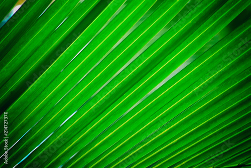 Green coconut leaf, background, coconut leaf © njmucc