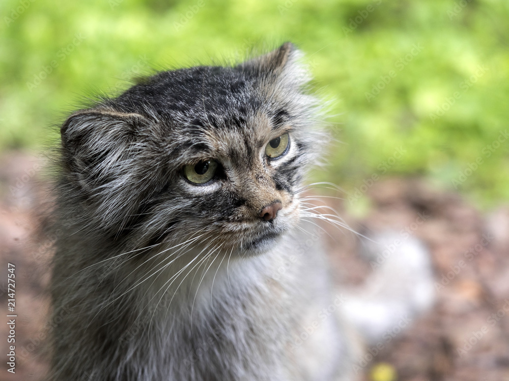 Portrait of Pallas' cat, Otocolobus manul