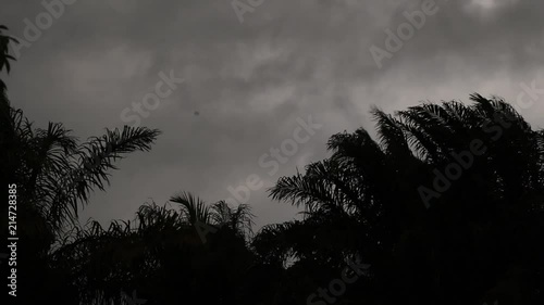 Branches of palm trees blowing in the wind with storm clouds behind them.