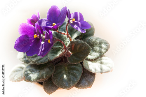 african violet flower or violet saintpaulias flowers lilac in a pot on window sill on white background