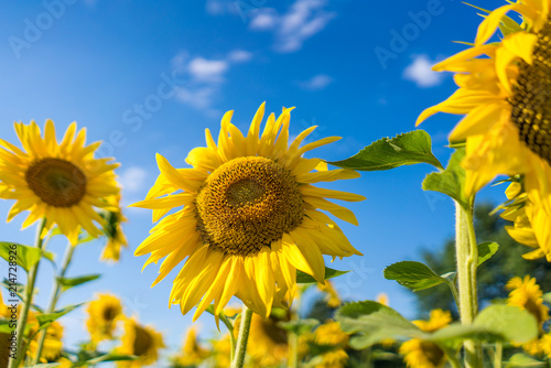 Gorgeous sunflowers on a bright sky background