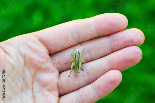 Grasshopper Metrioptera sitting on human hand on bright green blurred grass background.