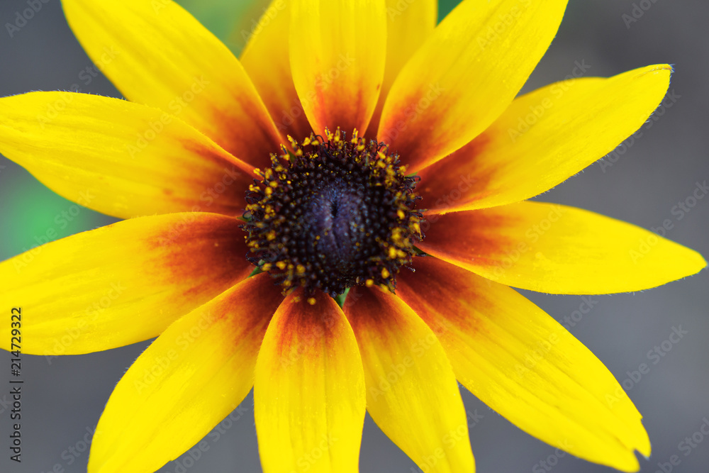 Rudbeckia or black-eyed-Susan yellow brown flower closeup top view on blurred background.