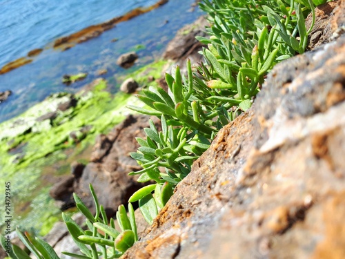 Plants growing on rocks