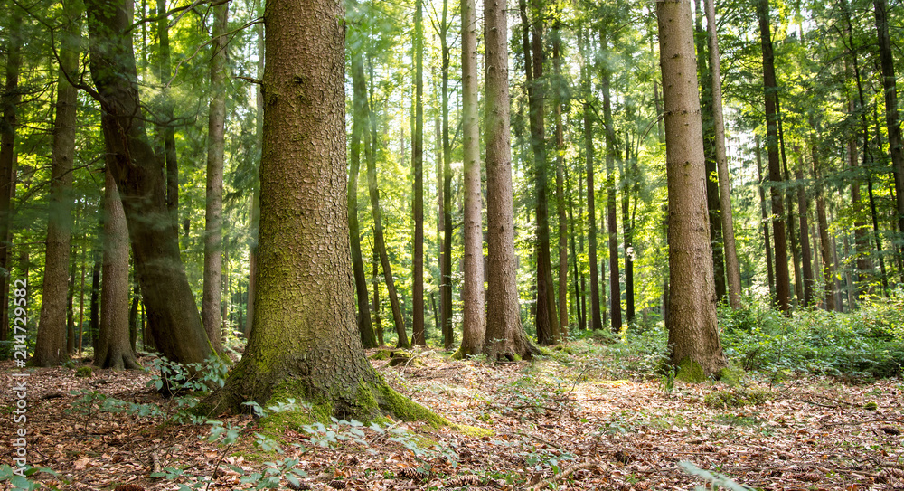 Naklejka premium Latem mieszany las