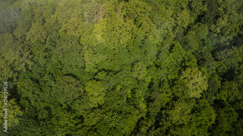 Wallpaper Mural Flight over treetops of the Caucasian forest Torontodigital.ca
