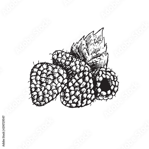 Raspberries and leaf, hand drawn doodle, sketch, outline black and white vector illustration