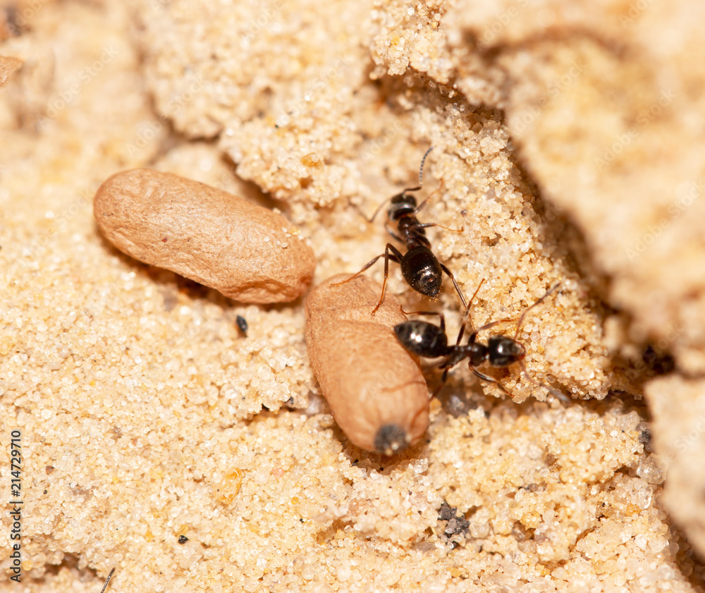 ants with eggs on the sand ants with eggs on the sand