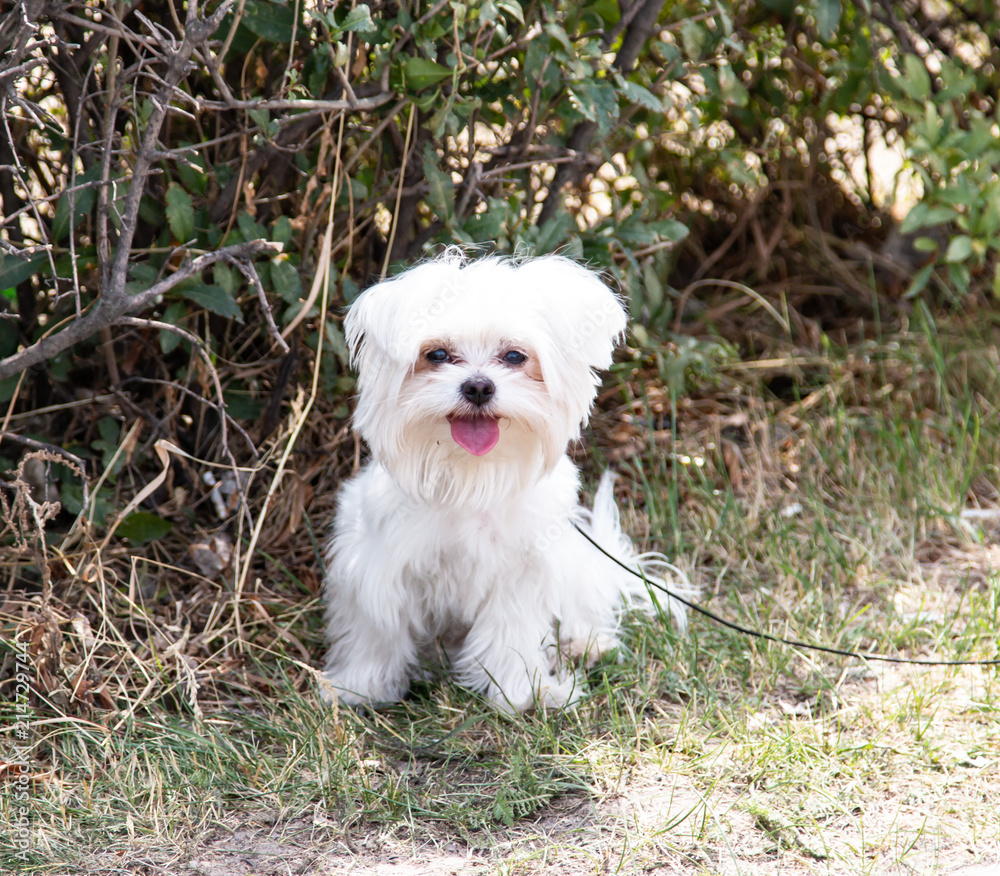 white small dog on a walk