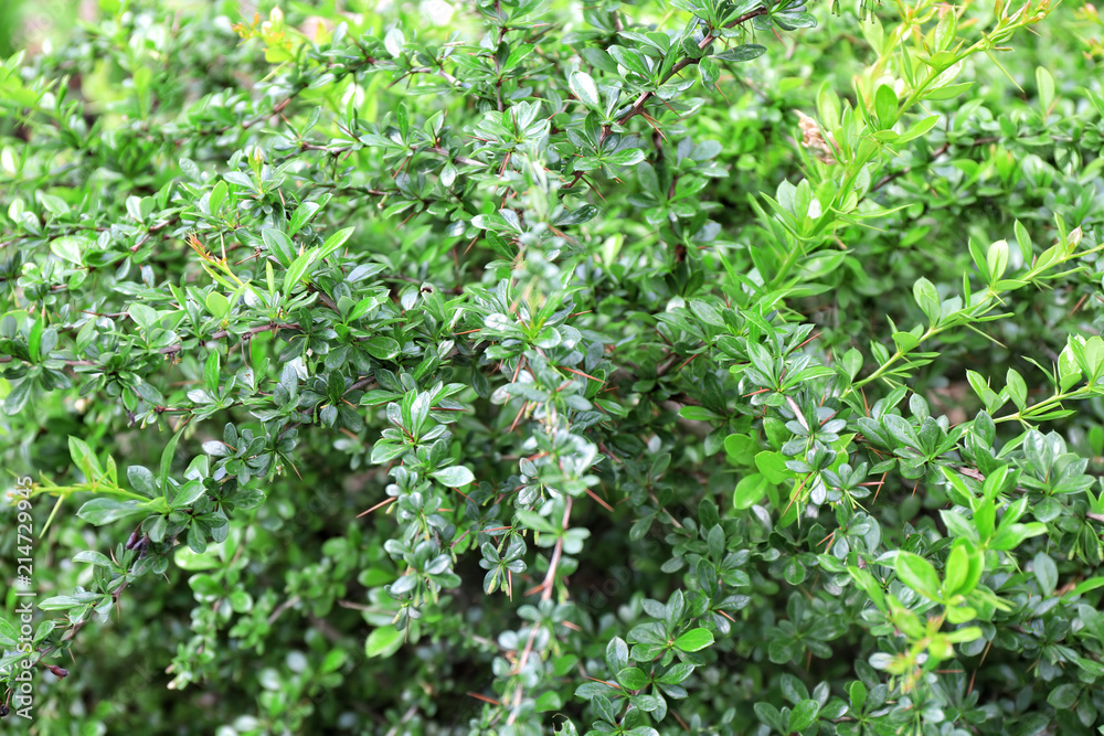 Bush with green leaves on spring day outdoors Bush with green leaves on spring day outdoors