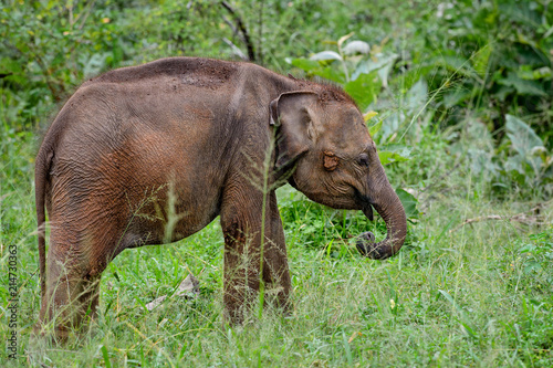 Sri Lankan Elephant - Elephas maximus maximus, Sri Lanka