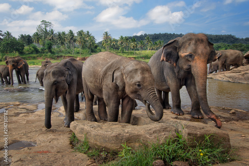 Canvas Print Sri Lankan Elephant - Elephas maximus maximus, Sri Lanka