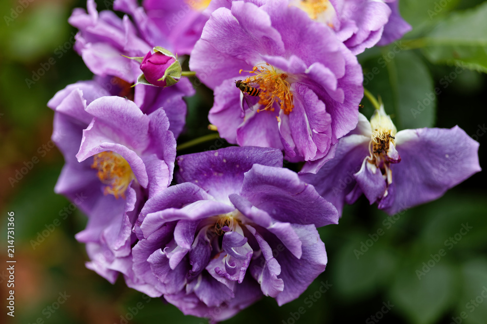 Purple roses flowers on bokeh backdrop. Floral background with soft selective focus. Vintage style tinted image. Purple roses flowers on bokeh backdrop. Floral background with soft selective focus. Vintage style tinted image.