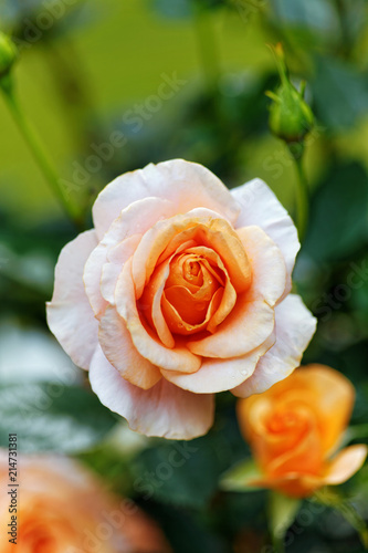 Pink roses flowers on bokeh backdrop. Floral background with soft selective focus. Vintage style tinted image.