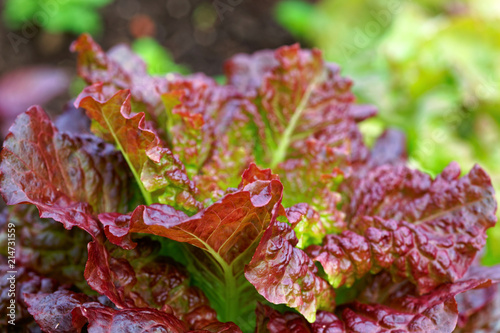 Close up of a lush red lettuce cabbage plant growing in the garden.