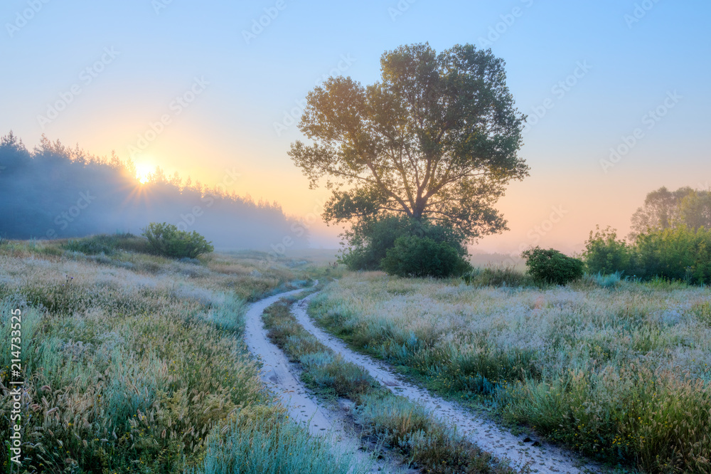 Path leaving in the morning fog Path leaving in the morning fog