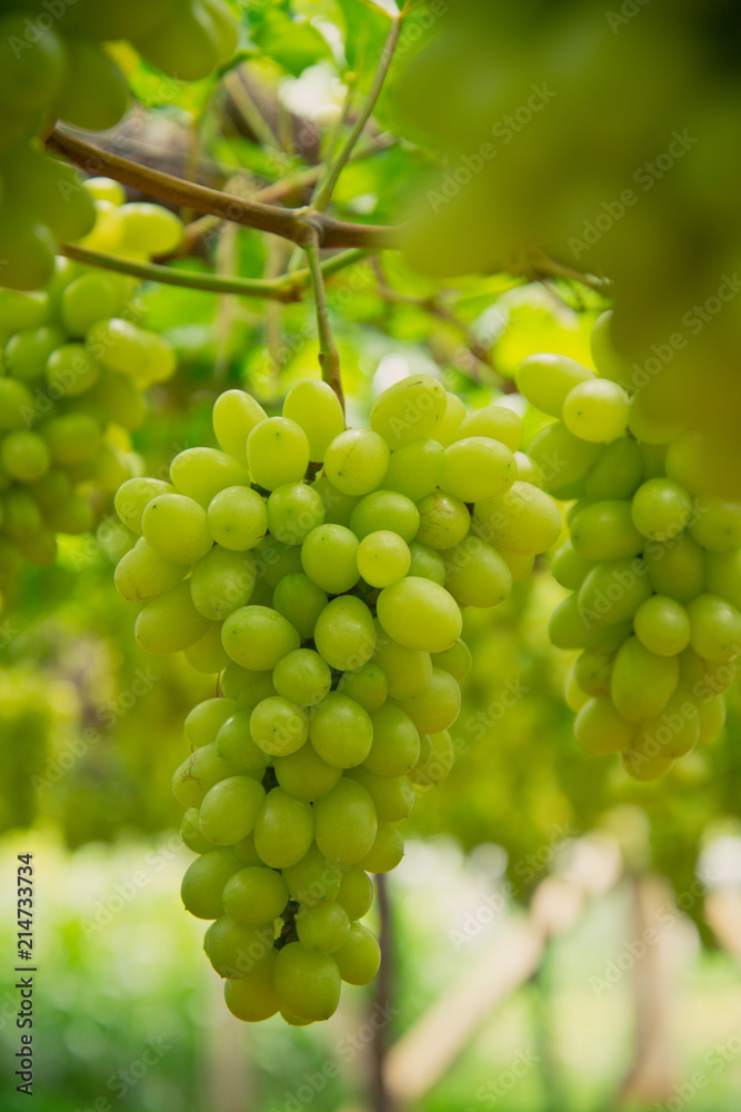 White wine grapes in a vineyard