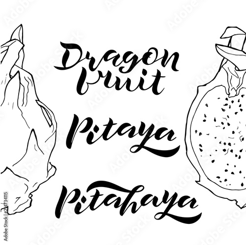 vector line illustration of pitaya. Isolated dragon fruit for label, menu, icon. Black line sketched hand painted fruits on white background. Whole and half of pitahaya