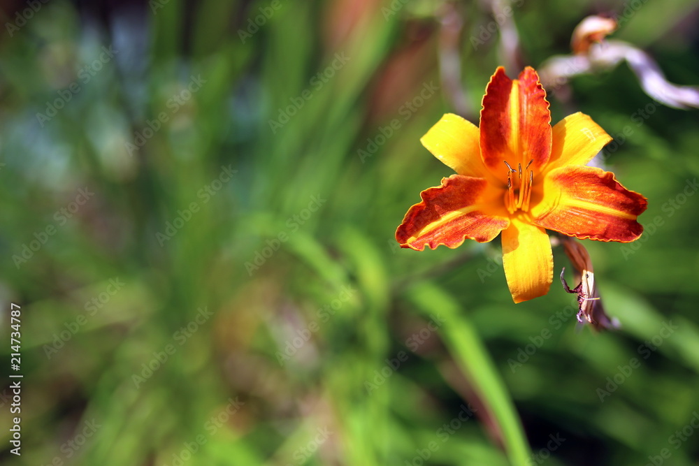 Obraz premium Exotik