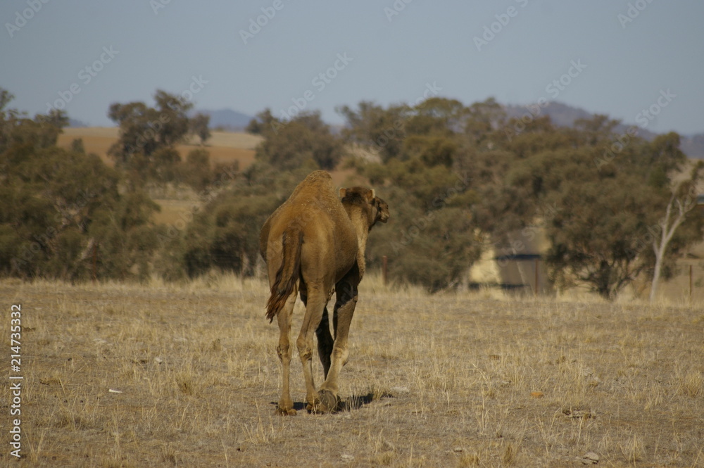 Australian domestic single humped Camel in a field on a farm in rural New South Wales, Australia Australian domestic single humped Camel in a field on a farm in rural New South Wales, Australia