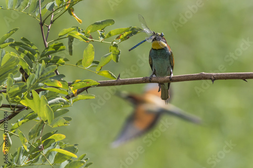 Bienenfresser (Merops apiaster) photo