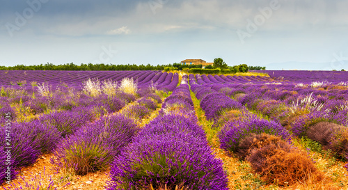 Fototapeta Naklejka Na Ścianę i Meble -  Champ de lavande à Valensole en Provence, France