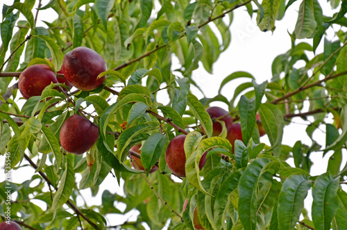 Nektarinenbaum photo