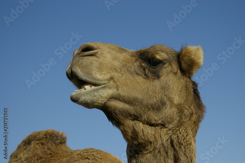 Australian domestic single humped Camel in a field on a farm in rural New South Wales, Australia © fieldofvision