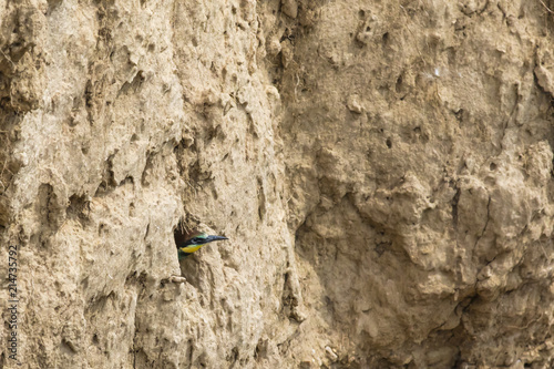 Bienenfresser (Merops apiaster) photo