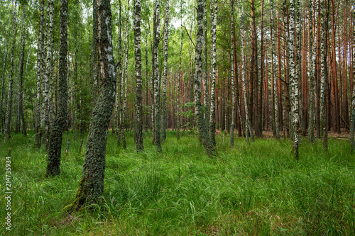 birch grove in a mixed forest