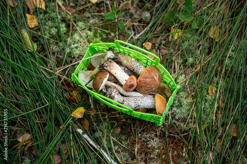 basket with mushrooms on the grass