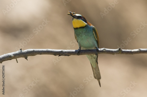 Bienenfresser (Merops apiaster)