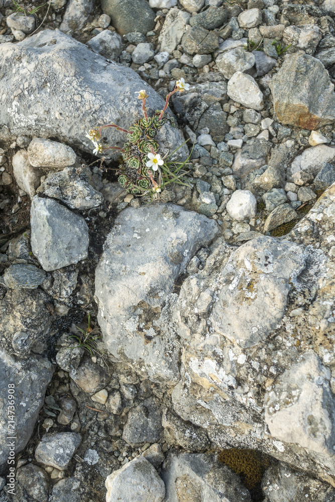 Stone texture - details, background and texture image Stone texture - details, background and texture image