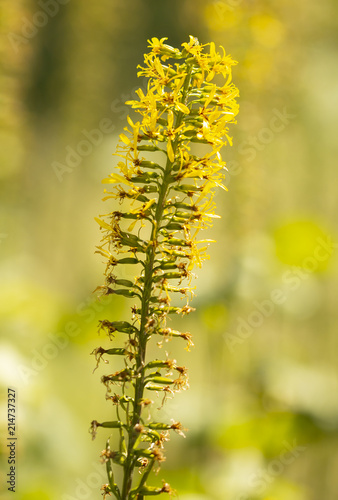 Gelbe Blumen - Kreuzkraut (Ligularia przewalskii - The Rocket) 