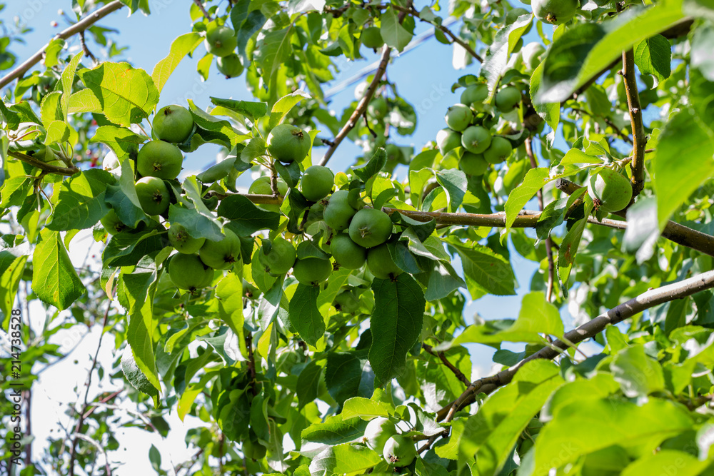 Green fresh pears growing on a tree. Pear tree with pears.