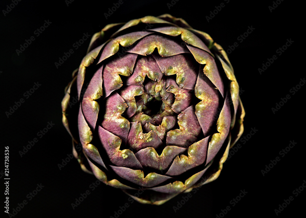 Fototapeta premium Folwers
