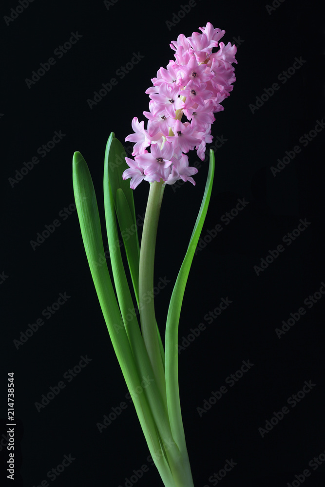 Obraz premium Folwers