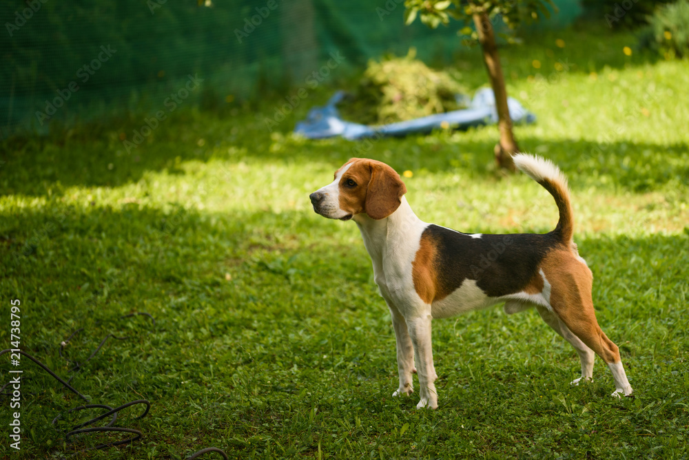 Beagle standing in green park garden outdoors in summer Beagle standing in green park garden outdoors in summer