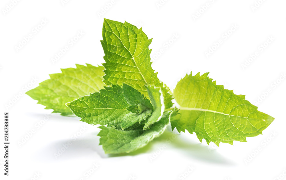 branch of sage isolated on white background branch of sage isolated on white background