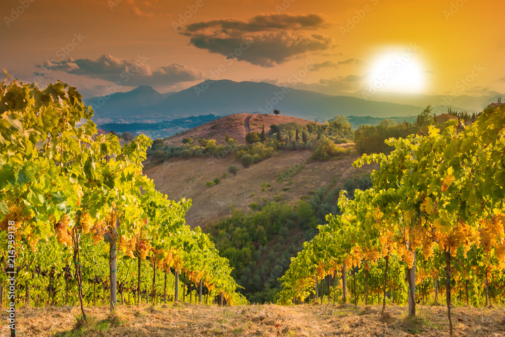 Beautiful vineyard on sunset