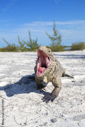 Iguana on white sand beach in Cayo Largo del Sur, Cuba. © davidevison