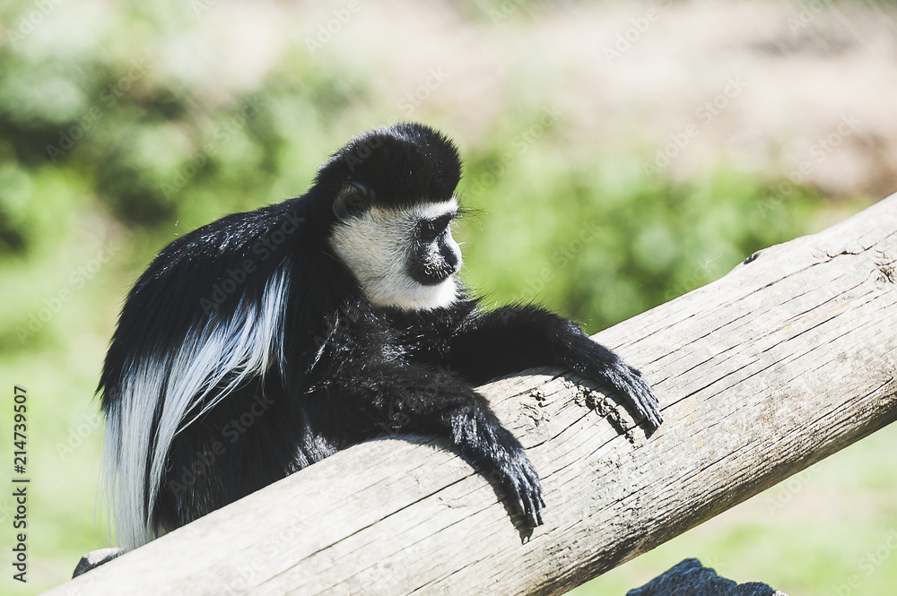 Obraz premium Singe colobe guéréza