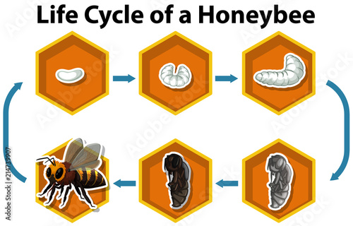 Life cycle of a honeybee