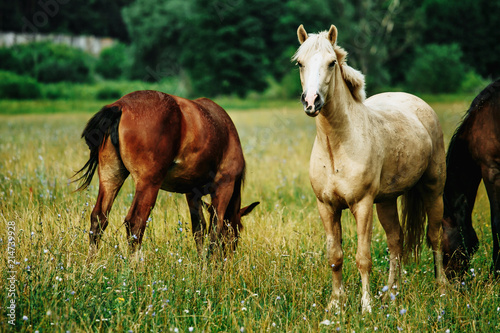 Fototapeta Naklejka Na Ścianę i Meble -  Horses in a field, landscape