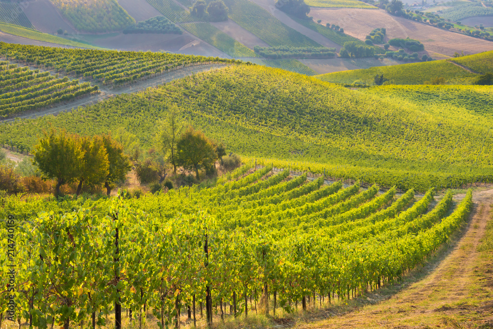 Beautiful vineyard on hills