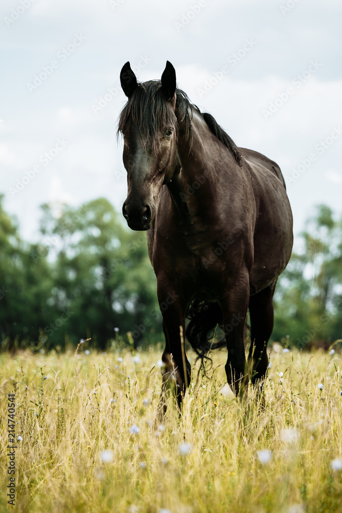 Portrait of black horse in summer Portrait of black horse in summer