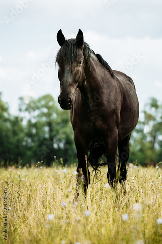 Portrait of black horse in summer © matilda553