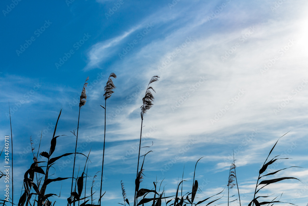 Obraz premium Reeds under the cloudy and sunny blue sky