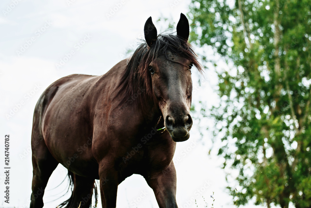 Portrait of black horse in summer